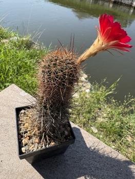 Preview: Lobivia grandiflora